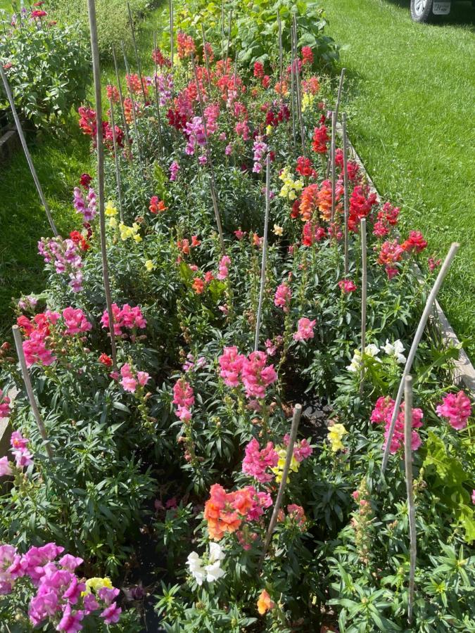 North Hero Dodds Brick House Bed & Breakfast מראה חיצוני תמונה